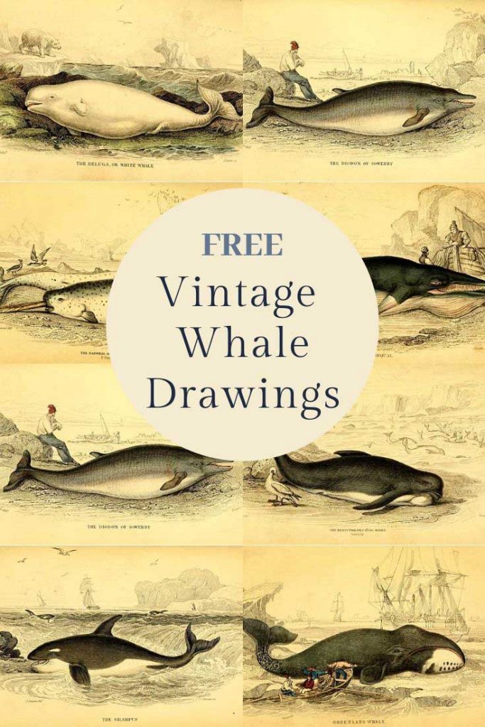 Free whale illustrations