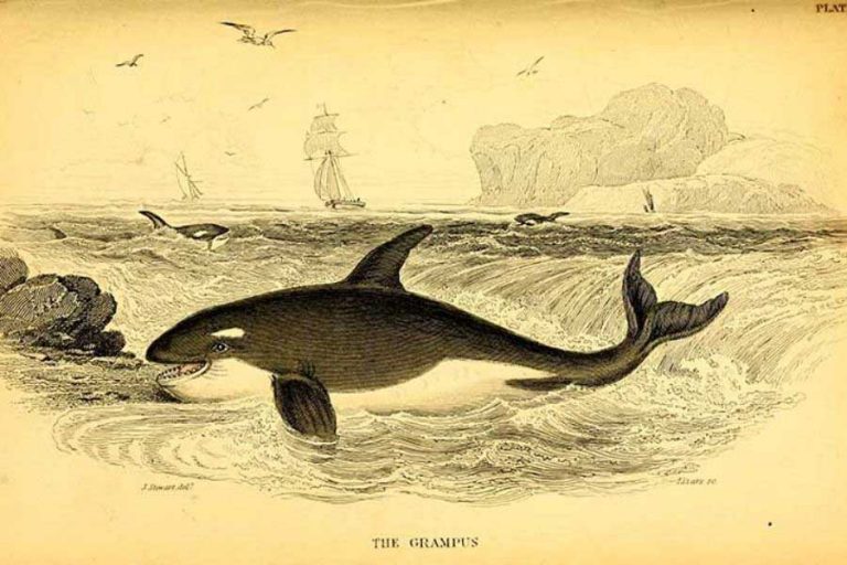 Free Wonderful Vintage Whale Drawings Of Robert Hamilton