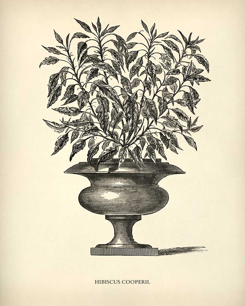Hibiscus potted plant drawing