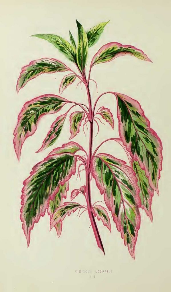 House plants drawing Hibiscus