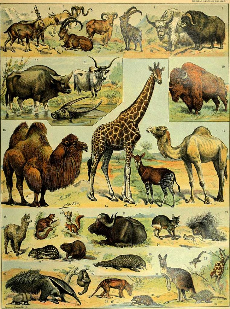 Wild mammals poster
