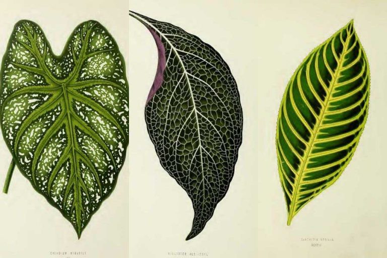 House plant leaves