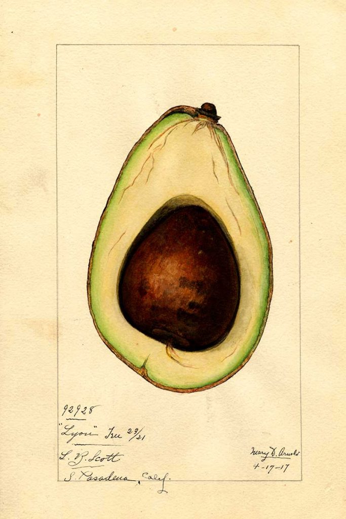Cross section of lyon avocado