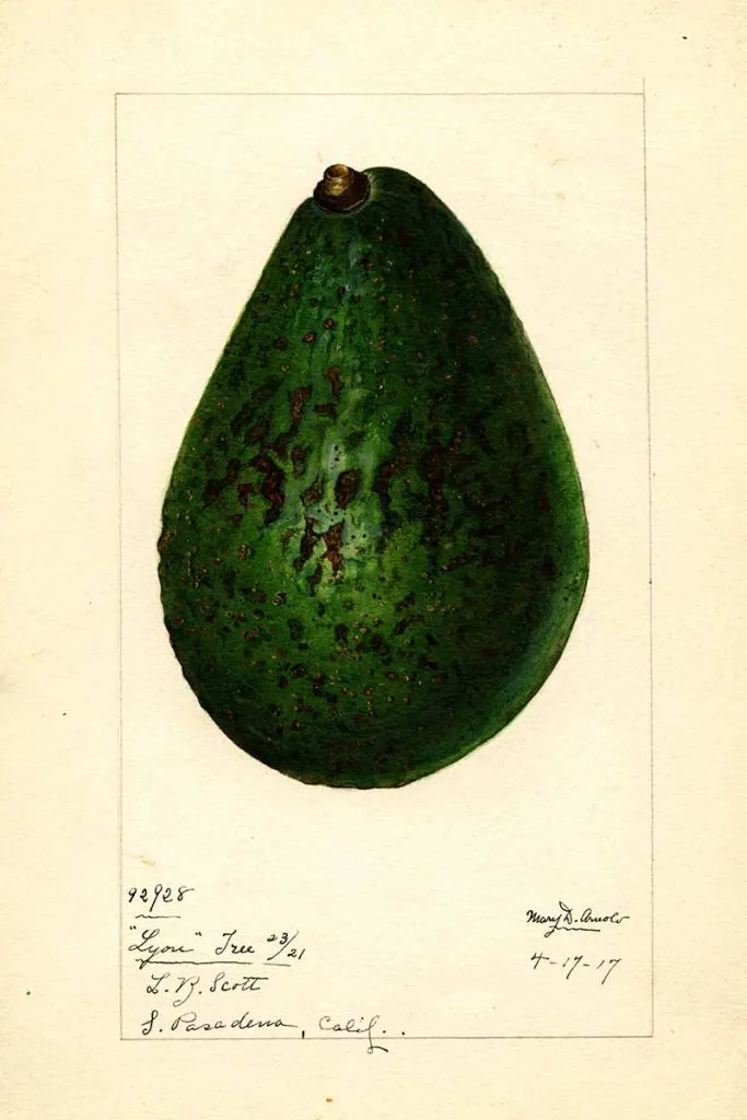 Lyon Avocado
