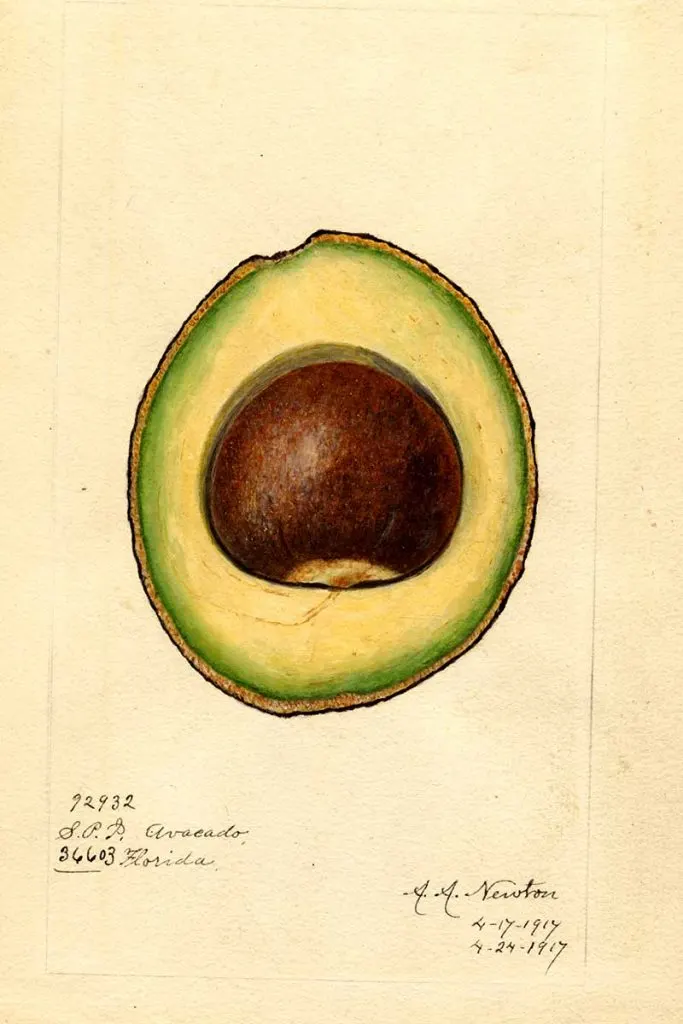 Mcdonald Avocado Cross-section