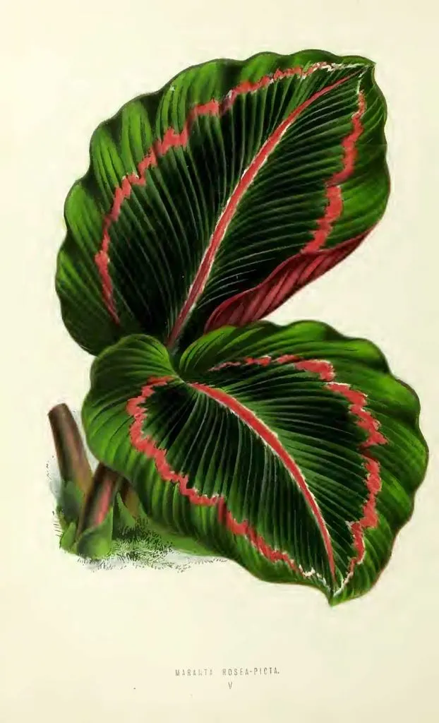Arrowroot indoor plant illustration