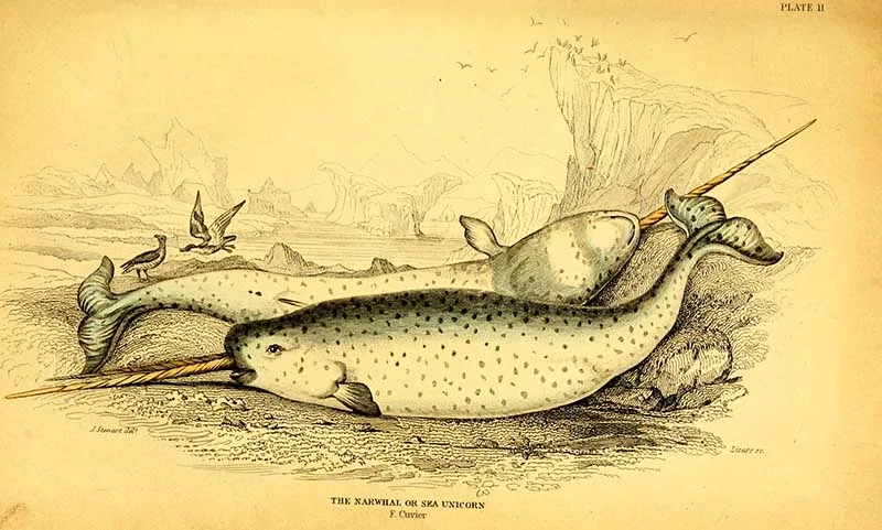 Narwhal illustrations