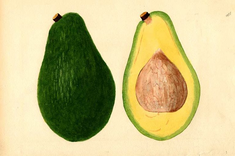 Sambert Free Amazing Avocado Drawings & Watercolors - Picture Box Blue