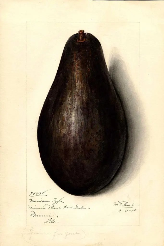 Mexican type avocado