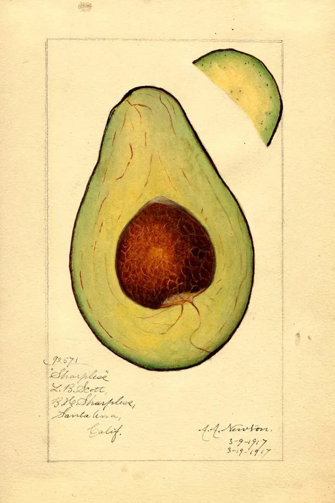 Sharpless Avocado cross-section