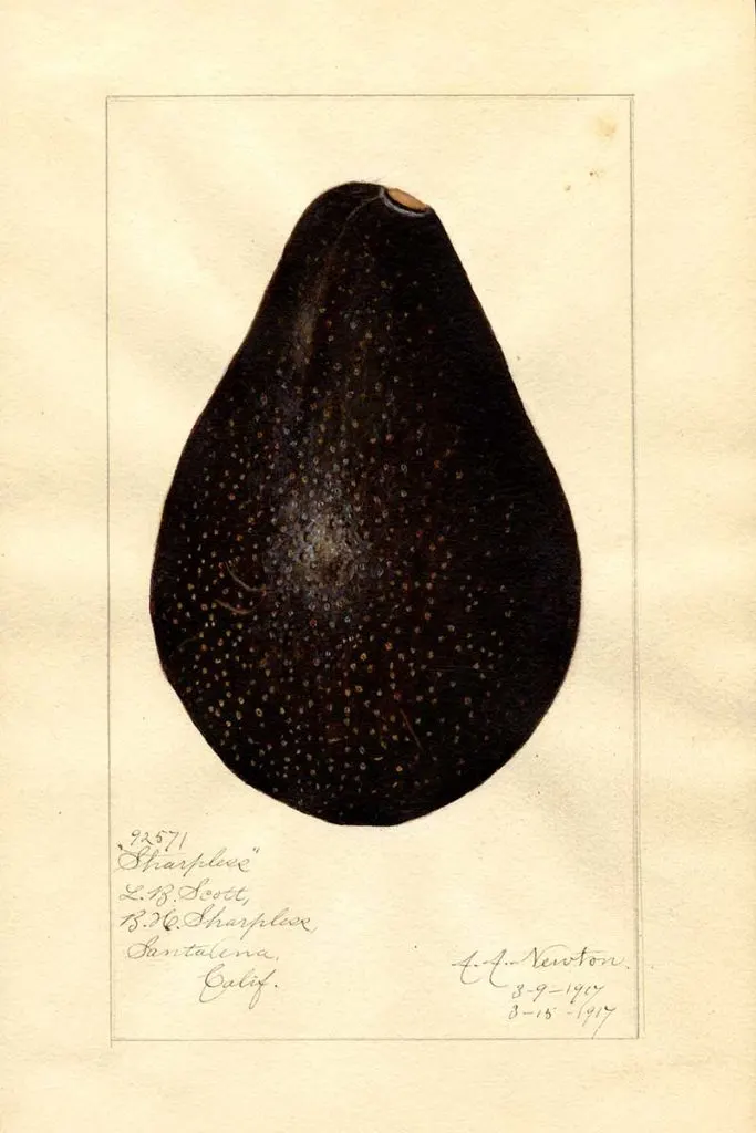 Sharpless variety of avocado