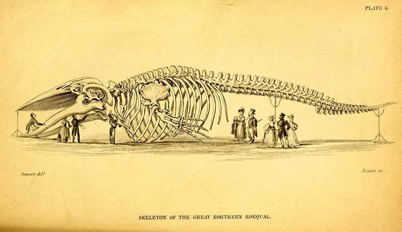 Blue whale skeleton