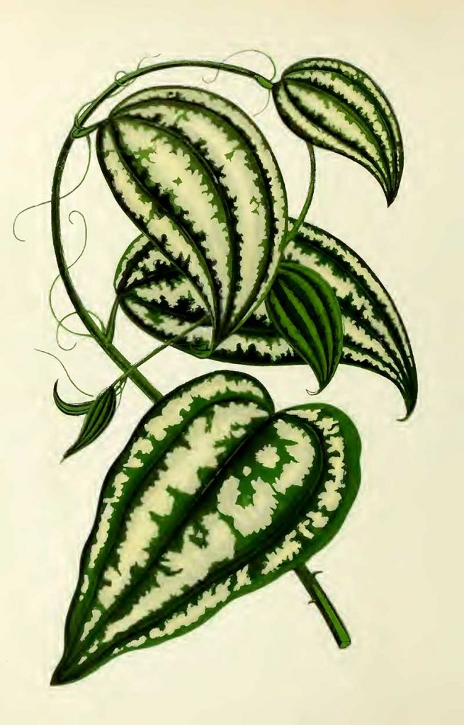 Tropical leaf print