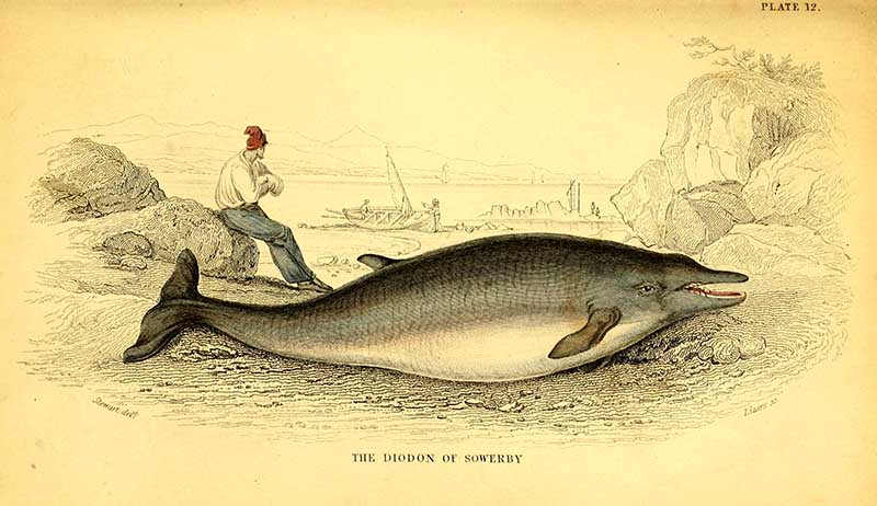 Sowerby's beaked whale