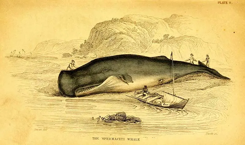 Vintage whale drawings sperm whale