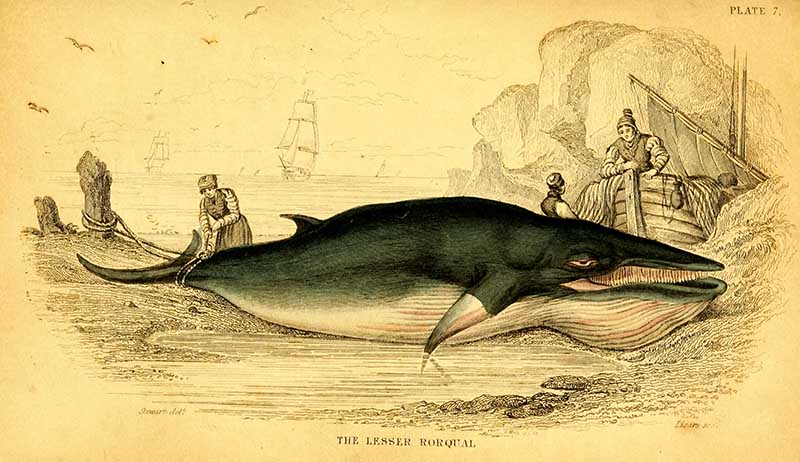 Vintage minke whale drawing