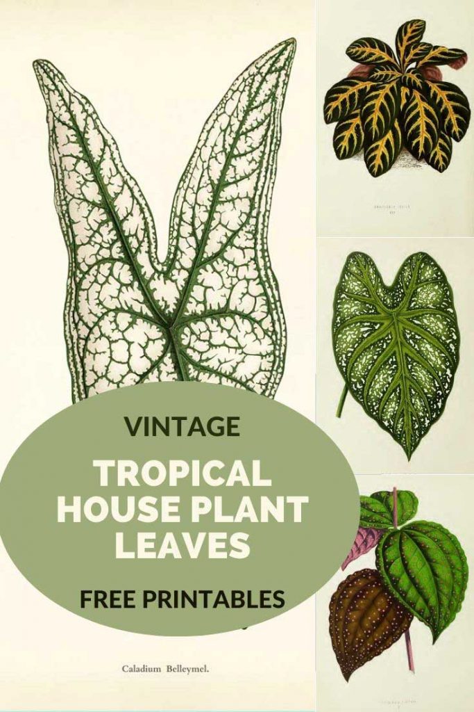 Victorian House Plant drawings