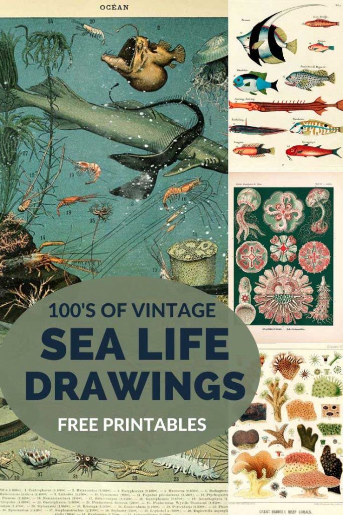 Vintage sea life images