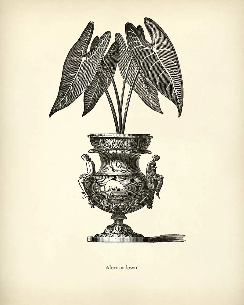 Elephants Ear Potted House plant drawing