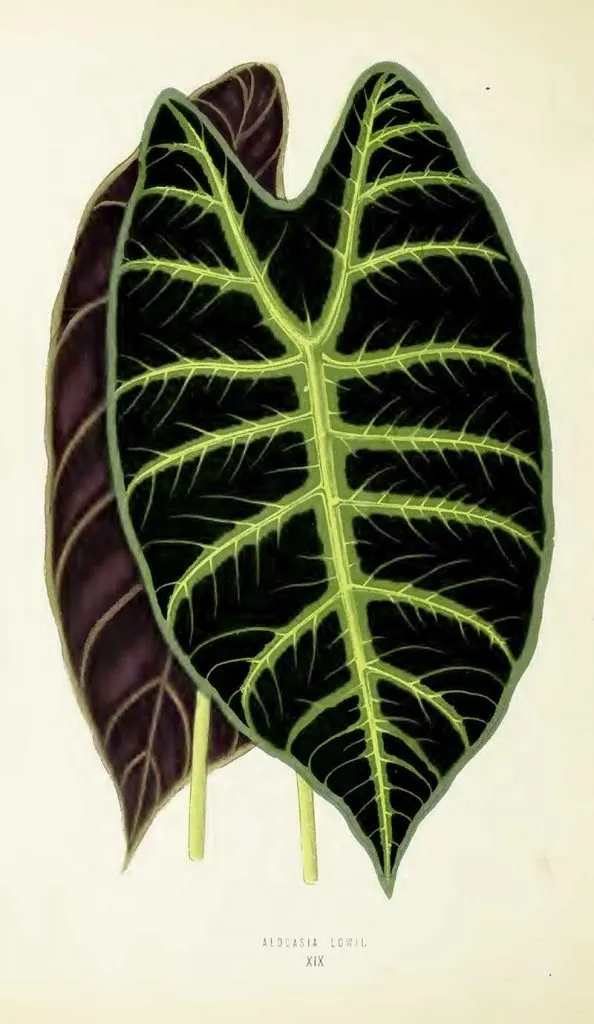 house plant leaf drawing
