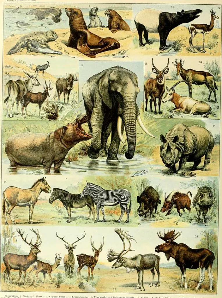 Horned Animal poster