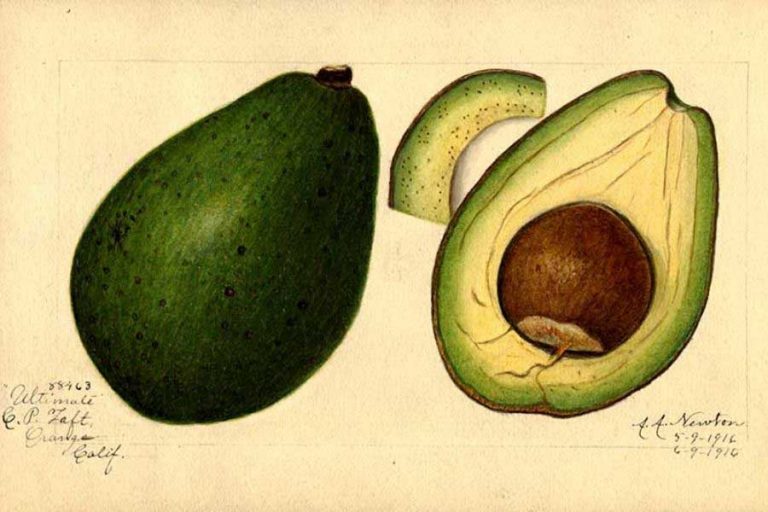 Free Amazing Avocado Drawings & Watercolors