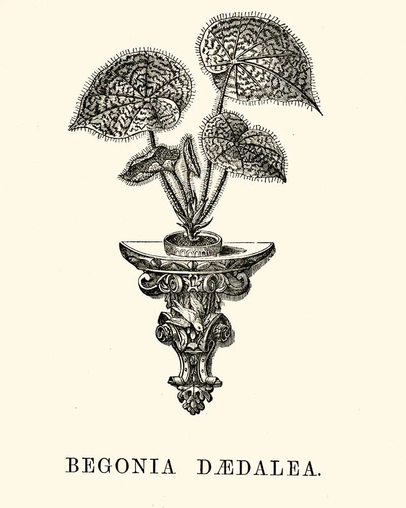 Begonia Daedalea