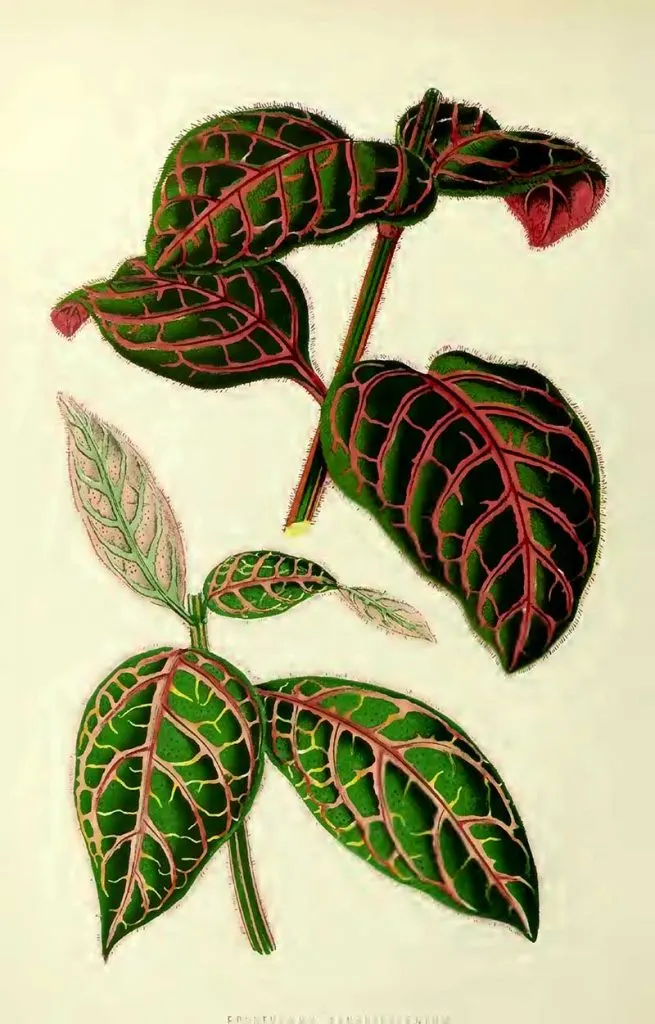 Blood viened leaf house plants drawing