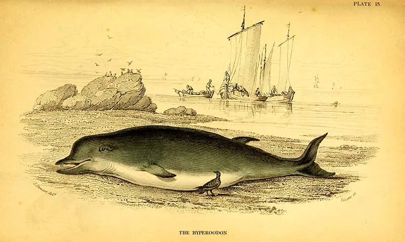 Bottlenose whale