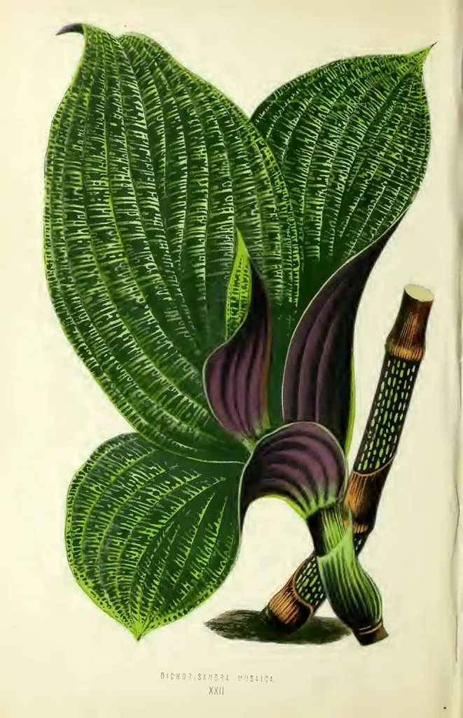 Vintage house plant leaf drawing