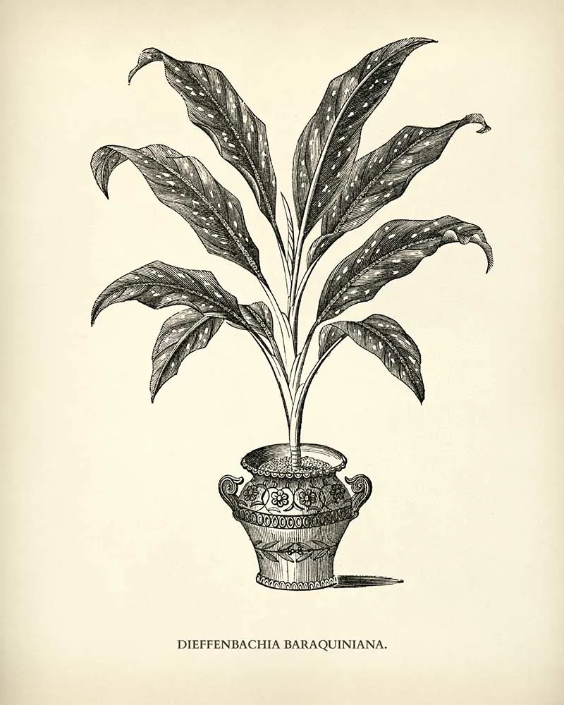 Dieffenbachia Baraquiniana