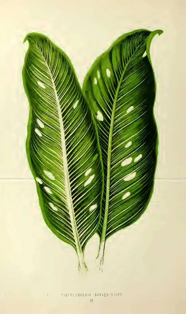 Dieffenbachia