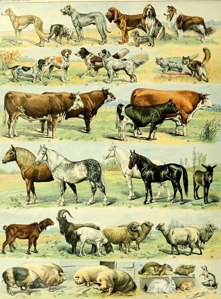 poster of domestic animals