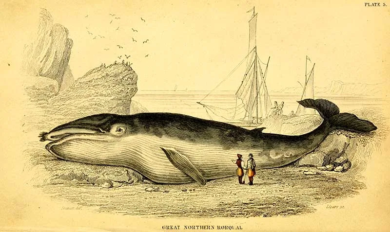 Blue whale