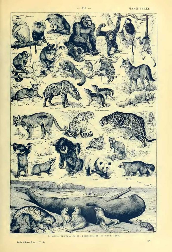 Mammals poster