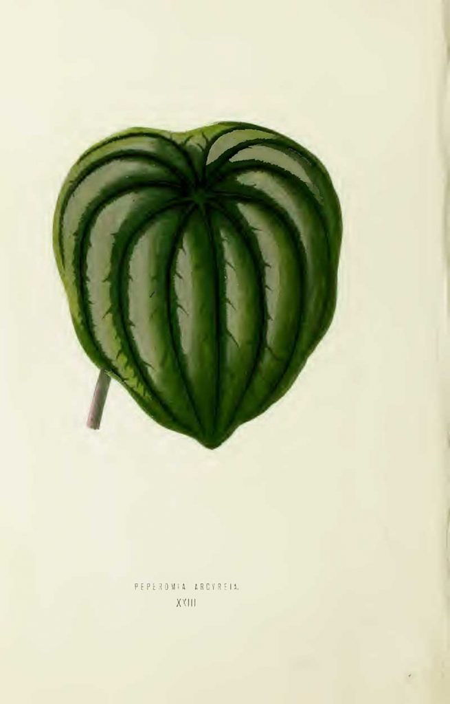Indoor tropical plant leaf