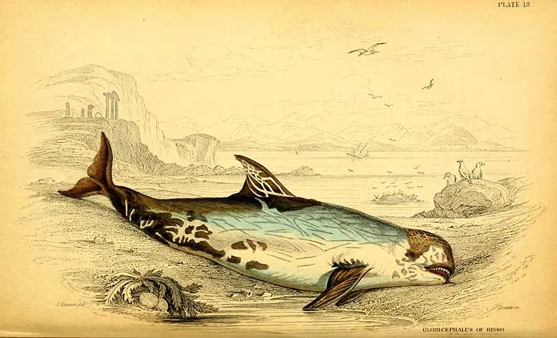 Risso's Dolphin