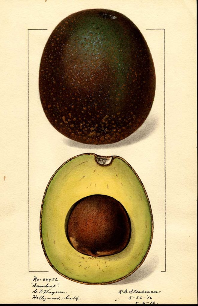 Sambert variety of Avocado watercolor