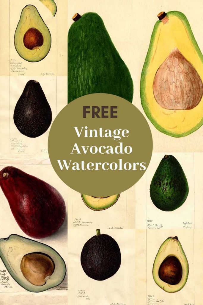 vintage avocado prints