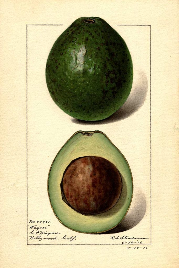 Wagner avocado watercolor