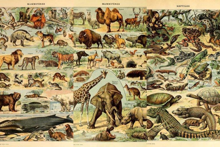 14 Free Animal Posters From Illustrated Larousse Dictionaries