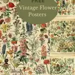 Vintage floral posters