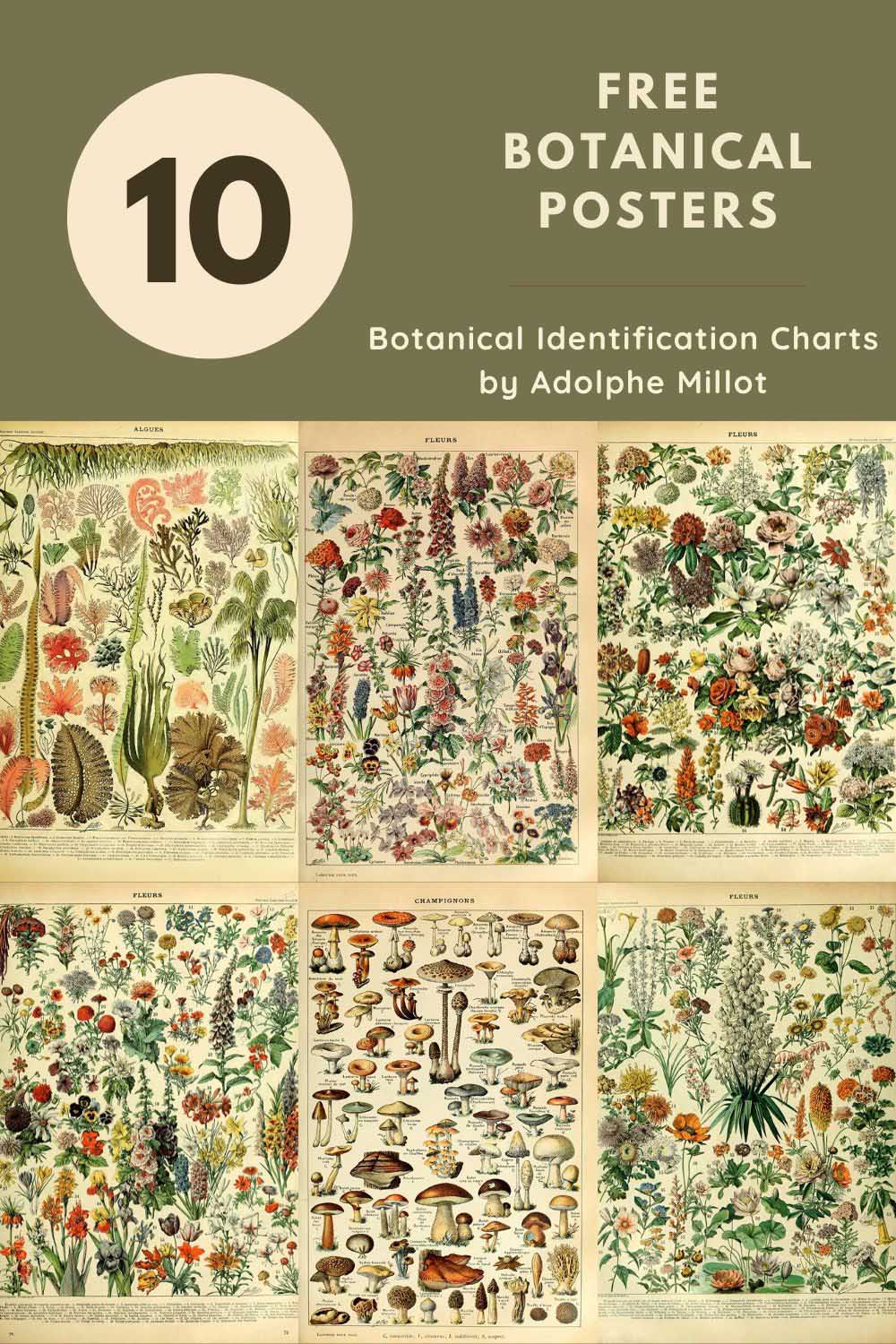 Adolphe Millot Botanical Posters