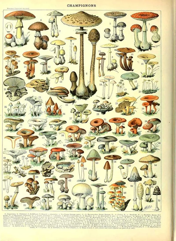 Champignon B Adolphe Millot Botanical poster