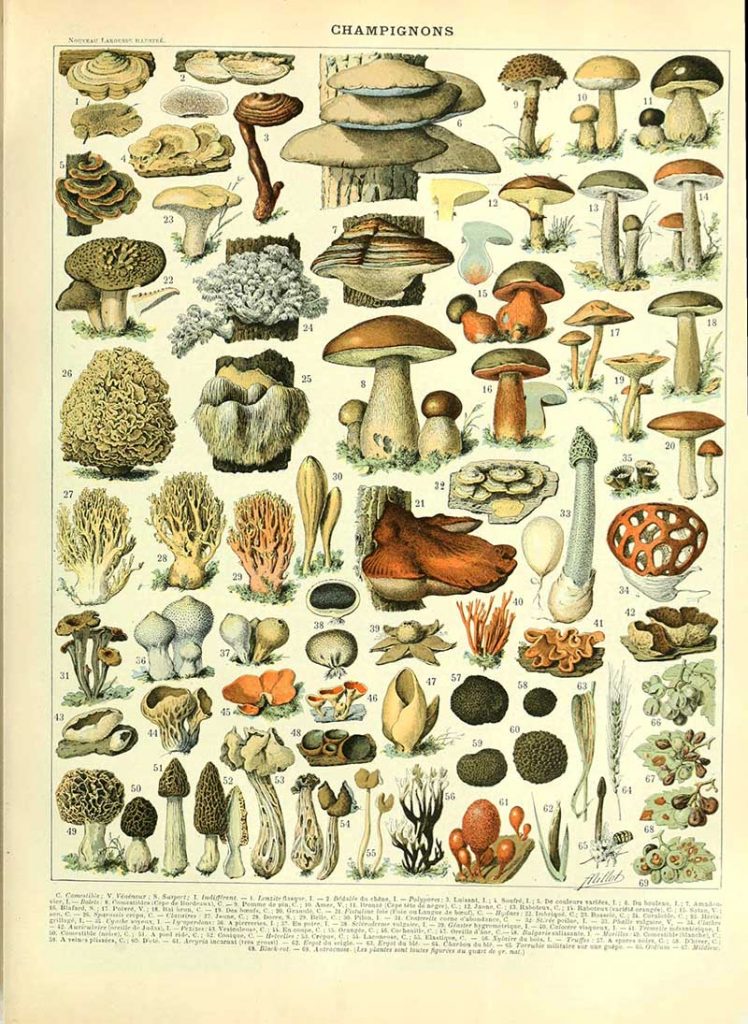 Mushroom poster Adolphe Millot