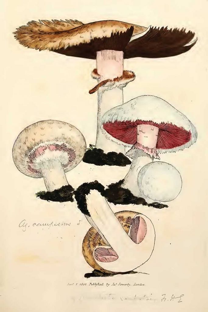 Mushroom drawing Agraicus Campestris