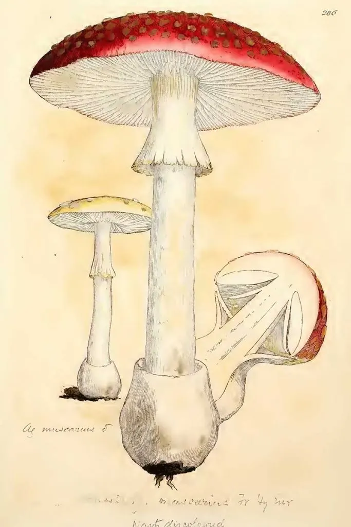 Amania Muscaria