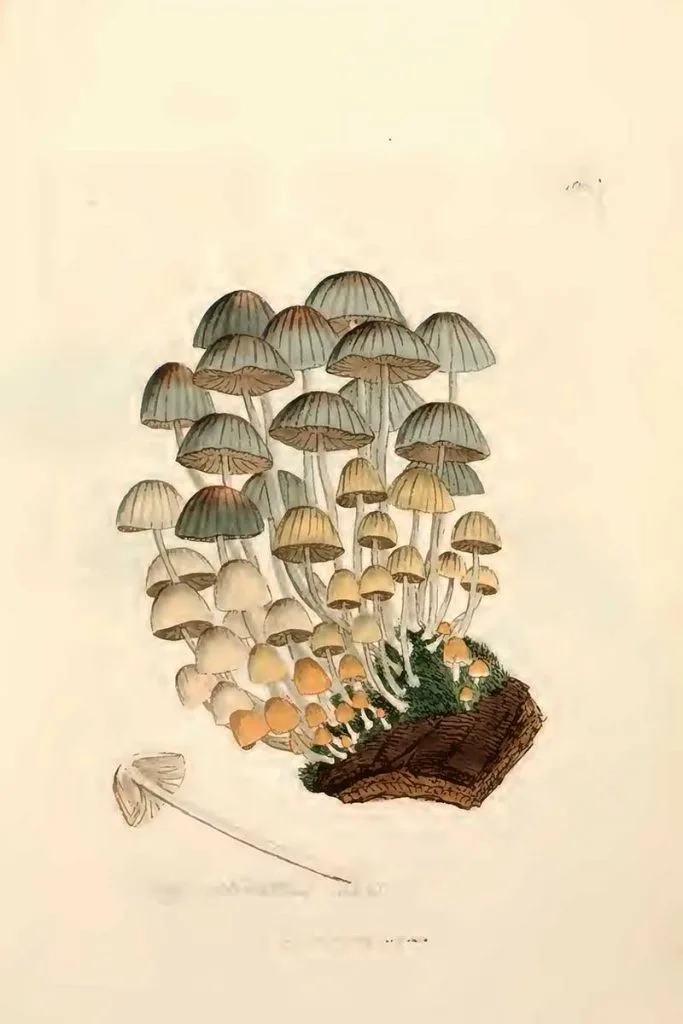 Coprinellus disseminatus