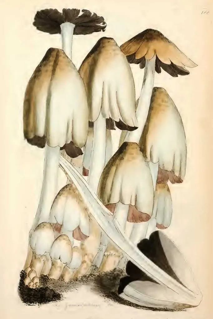 Coprinopsis atramentaria mushroom drawings