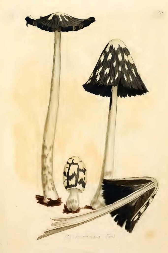 Coprinopsis picacea fungi drawings